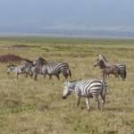 Tanzania 2025
