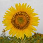 AMICIC_01_girasole
